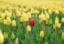 Identification and Removal of Outliers in Machine Learning